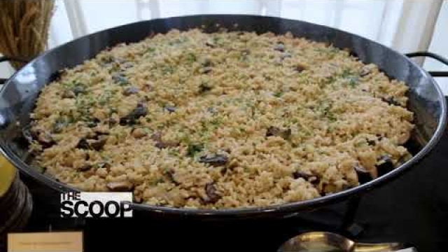 The Scoop – Discovery Primea