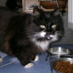 Black and white cat with a drop of milk on its chin standing beside a bowl of milk and a bowl of dry cat food