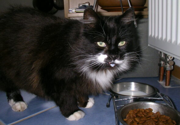 Black and white cat with a drop of milk on its chin standing beside a bowl of milk and a bowl of dry cat food