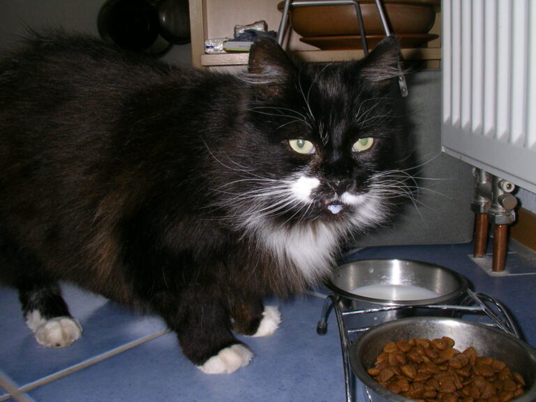 Black and white cat with a drop of milk on its chin standing beside a bowl of milk and a bowl of dry cat food