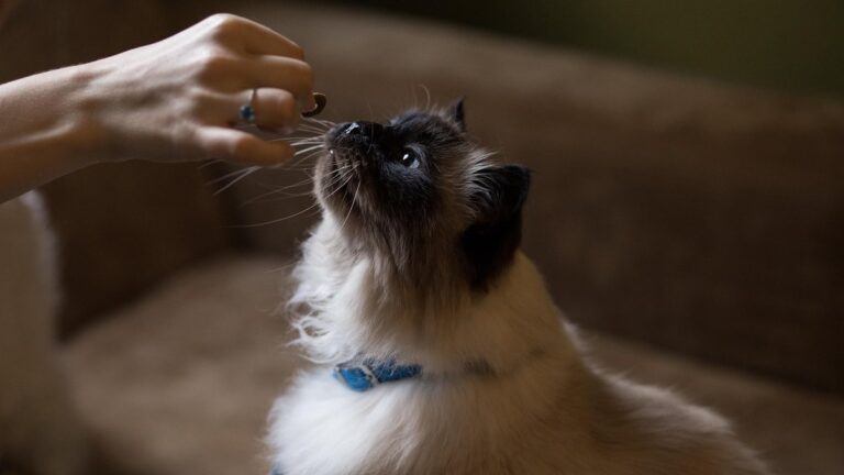 Cat sitting on a couch reaching up for a treat from its owner's hand