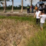 Dry, cracked rice field in Camalig, Albay affected by El Niño drought