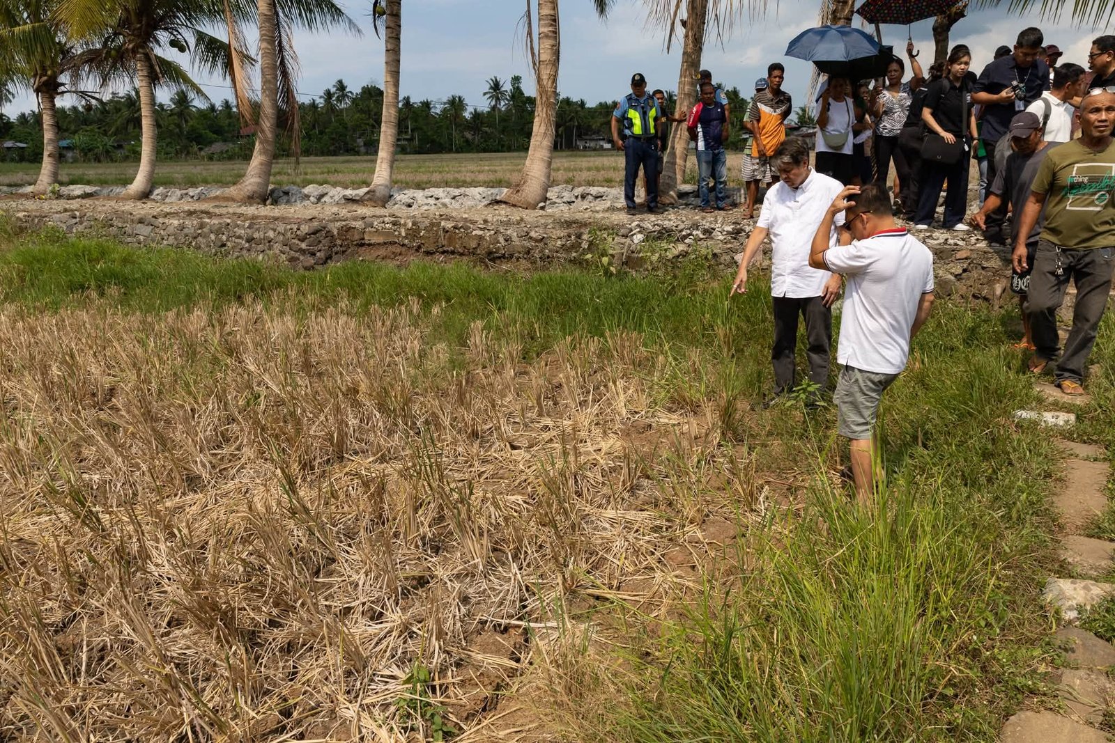 Dry, cracked rice field in Camalig, Albay affected by El Niño drought