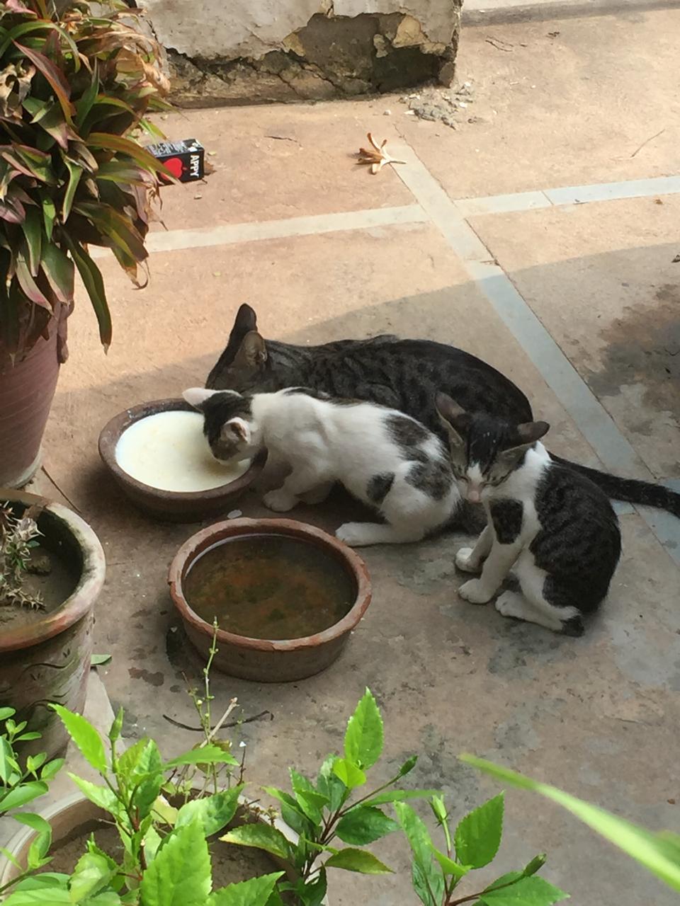 Two kittens and an adult cat beside a bowl of milk and a bowl of water on a paved courtyard